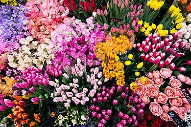 《宝可梦：朱＆紫》快乐情人节活动开启 一对鼠以及丰富奖励